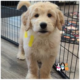 VINNY - F1 English Goldendoodle-OFA-Genetics-Microchip-2 Year Warranty....Apple Creek Doodles - Cream male Goldendoodle puppy in Jeddo, Michigan from Apple Creek Doodles