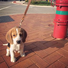 Beagle Puppies from Beagles For home