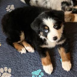 Frida - Black tri female Miniature Australian Shepherd puppy in Myakka City, Florida from Gable A Aussies