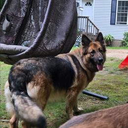 Phoenix ACTIVE - German Shepherd
