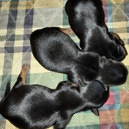 Yorkshire Terrier puppies from Lavish Yorkies