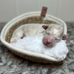 Smee - Gold male Bordoodle puppy in Valley Center, California from Circle R Valley Bordoodls