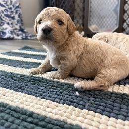 Hank - Apricot male Poodle puppy in Beeville, Texas from Casa de Curls