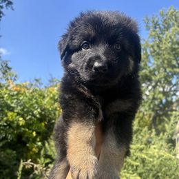 Red Collar - Black and tan male German Shepherd puppy in Sylvania, Ohio from Mitso Shepherds