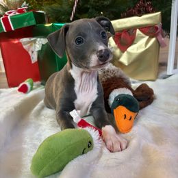 Silas - White and seal male Italian Greyhound puppy in Haywood, Kentucky from Kentucky Greyhounds