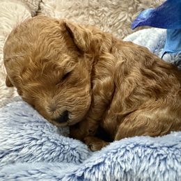Mahomes - Red  male Poodle puppy in Holly, Michigan from Lil’ Bits and Beans