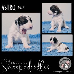 Astro - Sheepadoodle puppy in Bloomfield, New Jersey from C3 Sheepadoodles