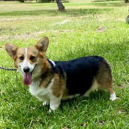 Riata - Pembroke Welsh Corgi