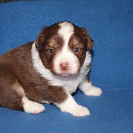 Aayla - Red tri-color female Miniature American Shepherd puppy in Hillsdale, Michigan from Faithwalk Aussies and Mini American Shepherds