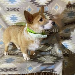 Green Collar - Red male Miniature Pinscher puppy in Eaton, New York from Snomoon Miniature Pinschers  & Pembroke Welsh Corgi