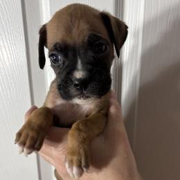 Po - Fawn male Boxer puppy in Ocala, Florida from Bowers Boxers