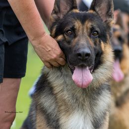 German Shepherd All Grown Up from Patricia's German Shepherds