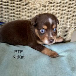 Girl 1 - Red tri female Miniature Australian Shepherd puppy in Roseville, California from Golden State Mini Aussies