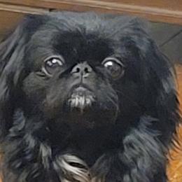 Pekingese from Keyna's Pekes