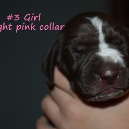 Girl 3-light pink - Liver and white female German Shorthaired Pointer puppy in Riverdale, Michigan from Ninemire Farm