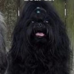 Shih Tzus from CO-CO-LA-RO Shih Tzu Tampa,FL