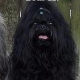 Shih Tzus from CO-CO-LA-RO Shih Tzu Tampa,FL