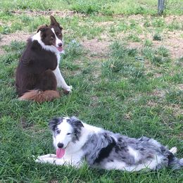 Border Collies from Hatfield Border Collies