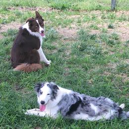 Border Collies from Hatfield Border Collies