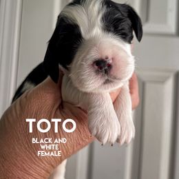 Toto - Black and white female English Springer Spaniel puppy in Yellville, Mississippi from Butterfield Trail Farm