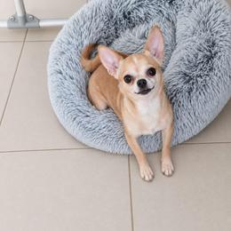Diamond - Chihuahua