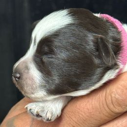 Hot pink girl - Parti female Miniature Schnauzer puppy in Oneonta, Alabama from Murphree Valley Kennels