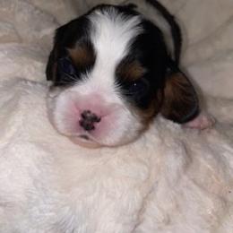 Cavalier King Charles Spaniel Puppies from Cassie’s Cavaliers