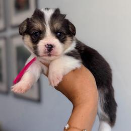 Olive - Black and tan female Pembroke Welsh Corgi puppy in Moreno Valley, California from House of Paws & Co.