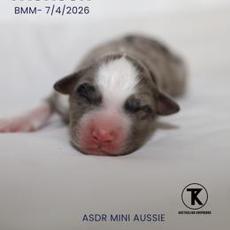 Boy 3 - male Miniature Australian Shepherd puppy in Nacogdoches, Texas from TK Standard, Mini, & Toy Aussies