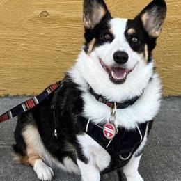 Pembroke Welsh Corgi Puppies from Corgipuppystore