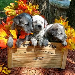 Australian Cattle Dog Puppies from Grizzly Hollow Farm