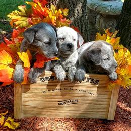 Australian Cattle Dog Puppies from Grizzly Hollow Farm