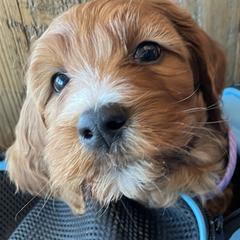 Goldendoodles, Irish Doodles, and Poodles from Ransone’s Ridge Runners Poodles and Doodles