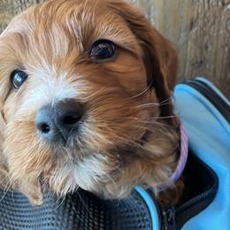 Goldendoodles, Irish Doodles, and Poodles from Ransone’s Ridge Runners Poodles and Doodles