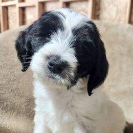 Bernedoodle Puppies from Prairie rose doodles