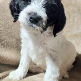 Bernedoodle Puppies from Prairie rose doodles