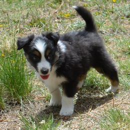 Jonah- hidden in the big fish - Black tri Miniature American Shepherd puppy in Colorado from Mountain Cross Minis