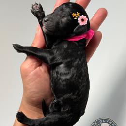 Umbra - Black female Poodle puppy in Spring Hills, Florida from The Olympus Standard Poodle