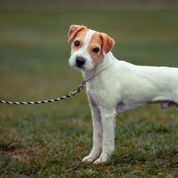 Lupine - Jack Russell Terrier
