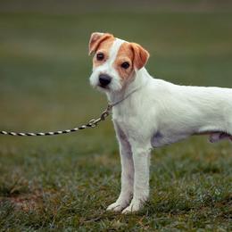 Lupine - Jack Russell Terrier