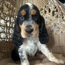 Athena - Tri-Roan female English Springer Spaniel puppy in Palmdale, California from Legacy