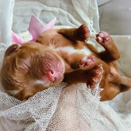 Cher - Ruby female Cavalier King Charles Spaniel puppy in Tucson, Arizona from Cavapoo Puppy Parade