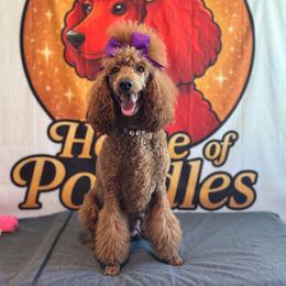 Rippley Monáe - Poodle