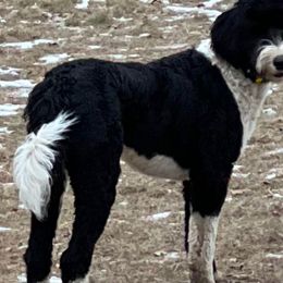 Zoro - Black and white Sheepadoodle puppy in Eleva, Wisconsin from Molly’s Doodles