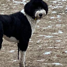 Zoro - Black and white Sheepadoodle puppy in Eleva, Wisconsin from Molly’s Doodles