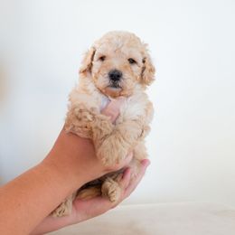 Finn - Cream male Goldendoodle puppy in Tucson, Arizona from Ever After Doodles Arizona