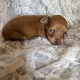 Gemstone - Chocolate female Dachshund puppy in Bergen, New York from T. Rex Doxies & Friends