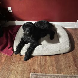 Nova - Giant Schnauzer