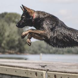 German Shepherds from Anderson German Shepherds LLC