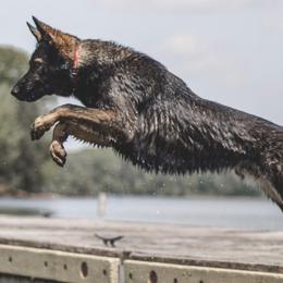 German Shepherds from Anderson German Shepherds LLC